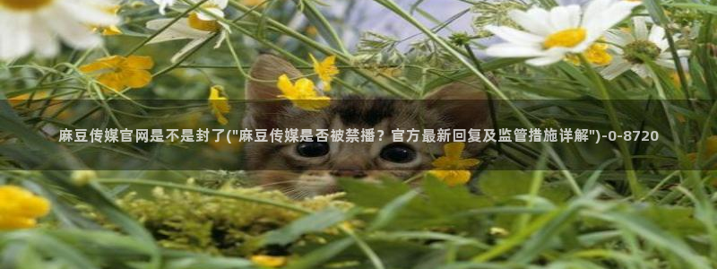 麻豆视频优质内容